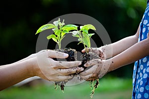 Child little girl and parent holding young plant in hands