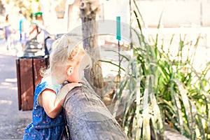 A child, a little toddler girl looking on animals and birds through the wooden fence in the zoo. In unity with nature. Family recr