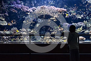 Child looking a big aquarium