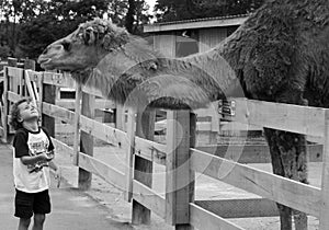 Child looking at camel in zoo