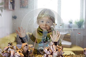 Child, looking at fishes in a fish tank, glass look through fish tank