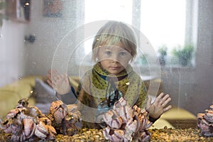 Child, looking at fishes in a fish tank, glass look through fish tank