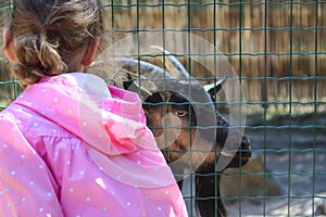 Child looking at goat outdoors behind the bars in zoological garden