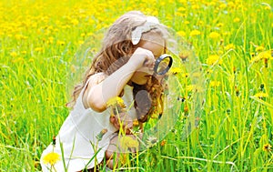 Child looking through magnifying glass on dandelion flowers