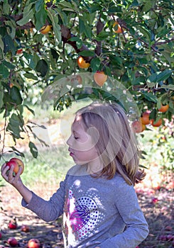 Child looks at a fresh picked Michigan apple