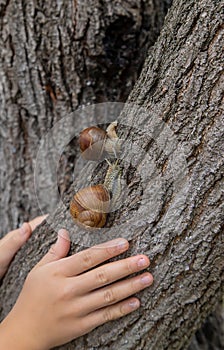 The child looks at the snail. Selective focus.