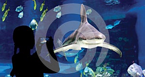 The child makes the photo shark swimming in oceanarium
