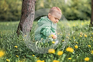 a child in a meadow watering yellow dandelions, a kid in nature