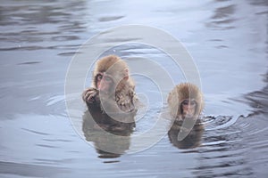 Child monkey in hot spring