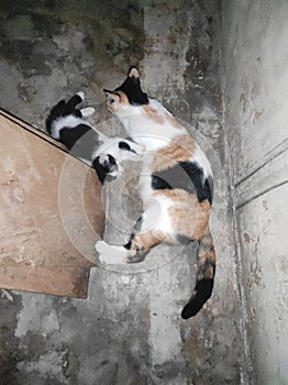 child and mother cat are playing