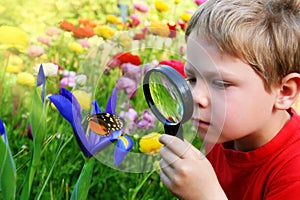 Child observing a butterfly