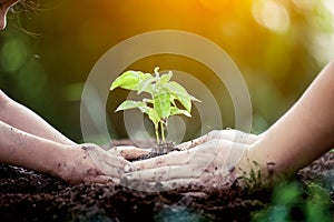 Child and parent hand planting young tree on black soil