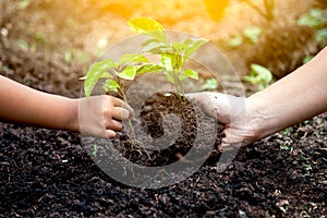Child and parent hand planting young tree on black soil together
