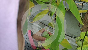 A child peels a walnut Juglans regia Nogal plucked from a tree from a green peel. green walnut