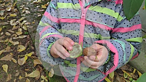 A child peels a walnut Juglans regia Nogal plucked from a tree from a green peel. green walnut