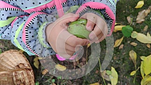 A child peels a walnut Juglans regia Nogal plucked from a tree from a green peel. green walnut