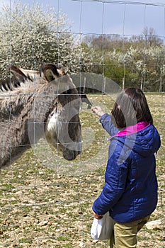 Child petting a Mediterranean donkey through his fence, springtime