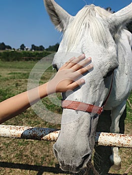 Child petting a white horse