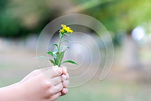 The child picked a flower and wants to give it. A flower in the hands of children.