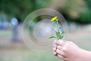 The child picked a flower and wants to give it. A flower in the hands of children.