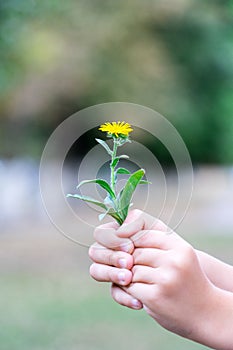 The child picked a flower and wants to give it. A flower in the hands of children.