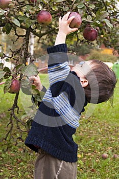 Child picking apple