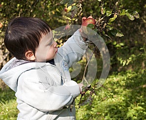 Child picking apple