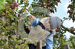 Child picking apples