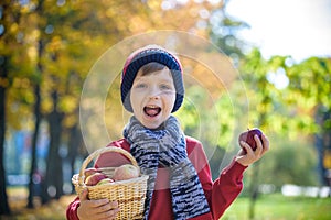 Child picking apples in autumn. Little baby boy playing in apple tree orchard. Kids pick fruit in a basket. Toddler eating fruits