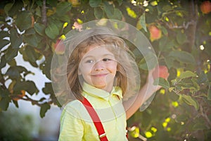 Child picking apples on backyard. Portrait kid boy in orchard apple garden. Harvesting fruit. Autumn season kids