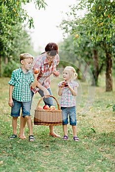 Child picking apples on farm in autumn. Little girl playing in apple tree orchard. Healthy nutrition