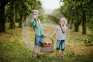 Child picking apples on farm in autumn. Little girl playing in apple tree orchard. Healthy nutrition