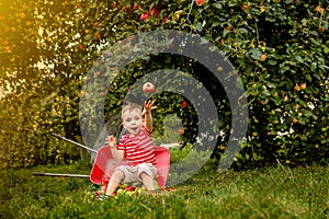 Child picking apples on a farm. Little boy playing in apple tree orchard. Kid pick fruit and put them in a wheelbarrow. Baby