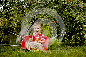 Child picking apples on a farm. Little boy playing in apple tree orchard. Kid pick fruit and put them in a wheelbarrow. Baby