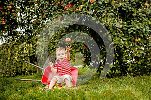 Child picking apples on a farm. Little boy playing in apple tree orchard. Kid pick fruit and put them in a wheelbarrow. Baby