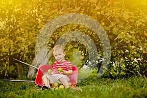 Child picking apples on a farm. Little boy playing in apple tree orchard. Kid pick fruit and put them in a wheelbarrow. Baby