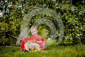 Child picking apples on a farm. Little boy playing in apple tree orchard. Kid pick fruit and put them in a wheelbarrow. Baby