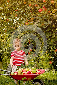 Child picking apples on a farm. Little boy playing in apple tree orchard. Kid pick fruit and put them in a wheelbarrow. Baby