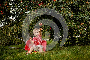 Child picking apples on a farm. Little boy playing in apple tree orchard. Kid pick fruit and put them in a wheelbarrow. Baby eatin