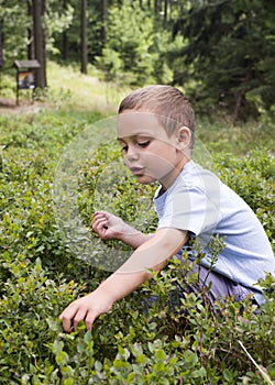 Child picking blueberries