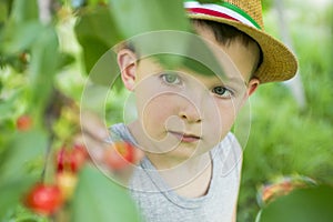 The child is picking cherries in the garden. Little boy tears sweet cherry from a tree in the garden. Selective focus