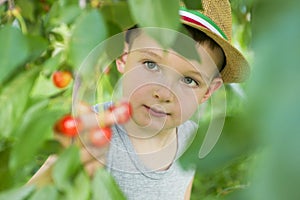 The child is picking cherries in the garden. Little boy tears sweet cherry from a tree in the garden. Selective focus