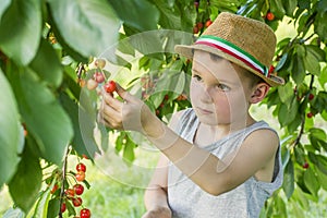 The child is picking cherries in the garden. Little boy tears sweet cherry from a tree in the garden. Selective focus