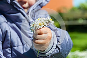 Child Picking Daisies