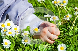 Child Picking Daisies