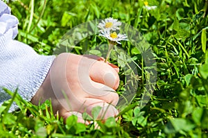 Child Picking Daisies