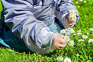 Child Picking Daisies