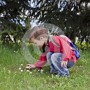 Child picking daisy flowers