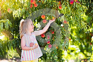 Child picking and eating peach from fruit tree