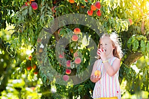 Child picking and eating peach from fruit tree